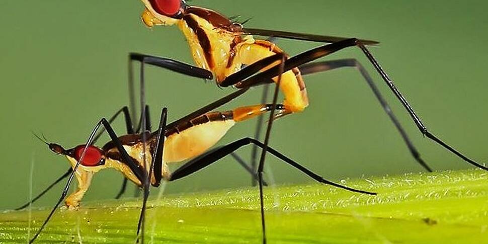 Mosquito feeding on cock