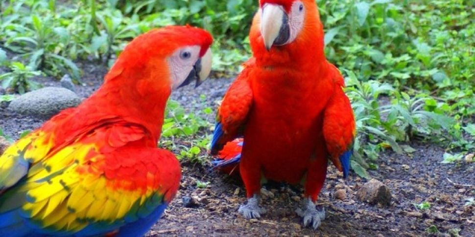 Two African Macaws Pinched Fro...