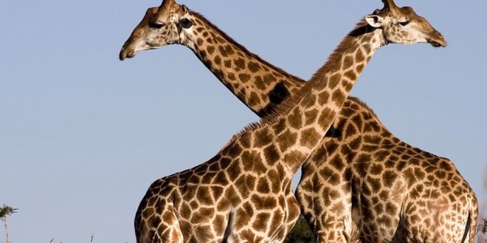 Thousands Fight To Save Giraff...