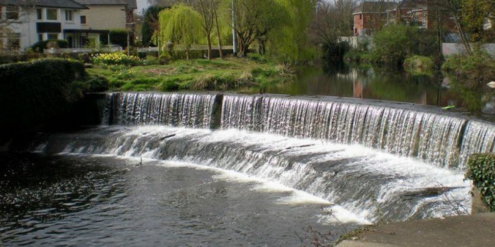 Dodder Day Takes Place Today