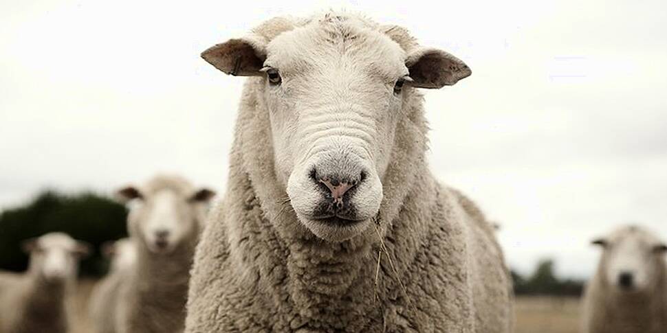 Sheep Poo Spitting Contest Com...