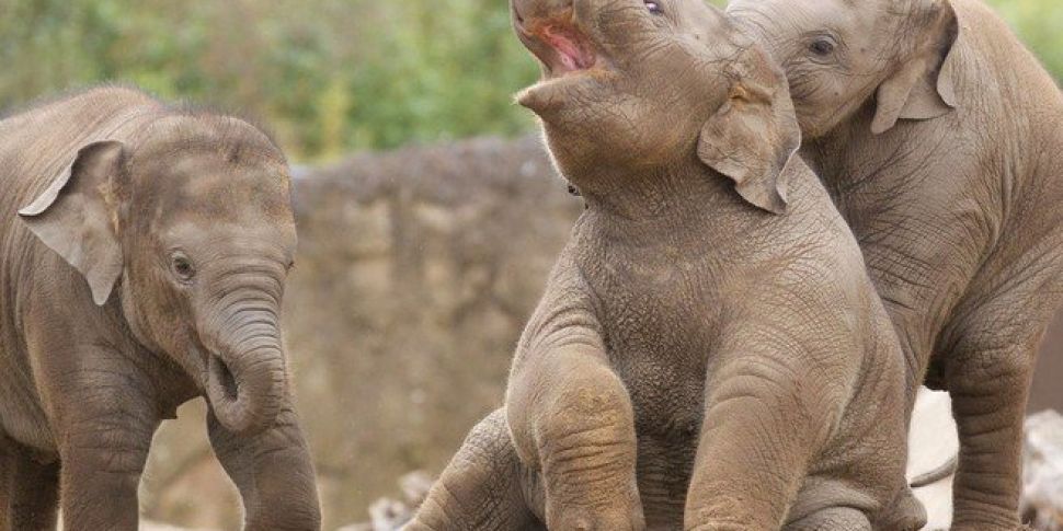 Dublin Zoo Celebrates Elephant...