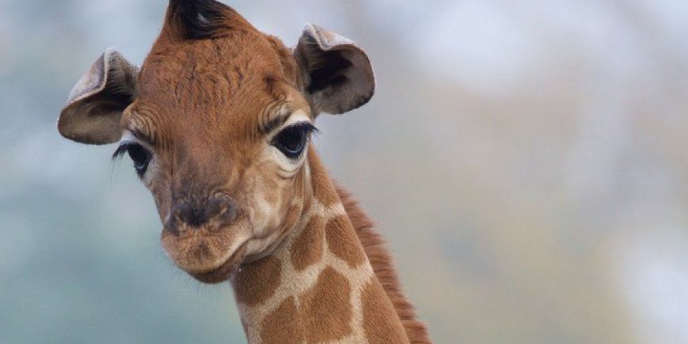 A Baby Giraffe Has Been Born A...
