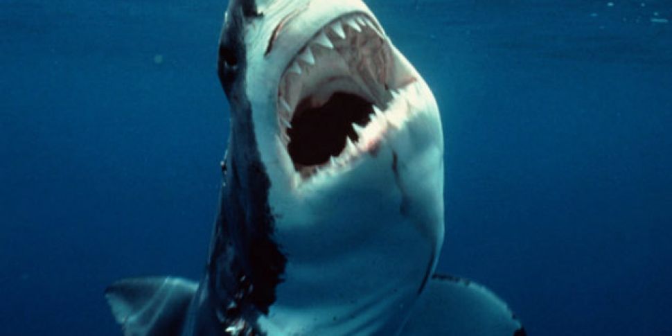 Great White Shark Attacks Swim...