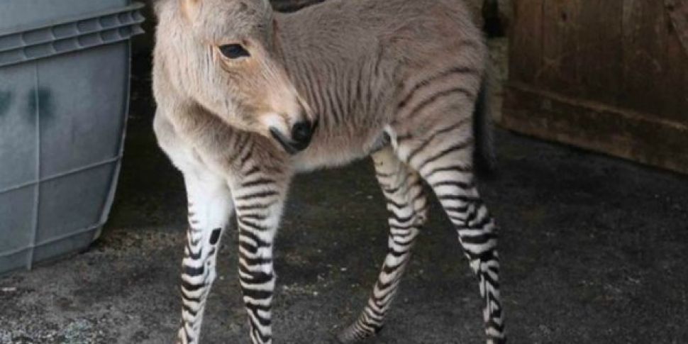 A Zonkey Has Been Born In Mexi...