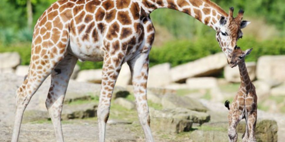 Baby Boom At Dublin Zoo