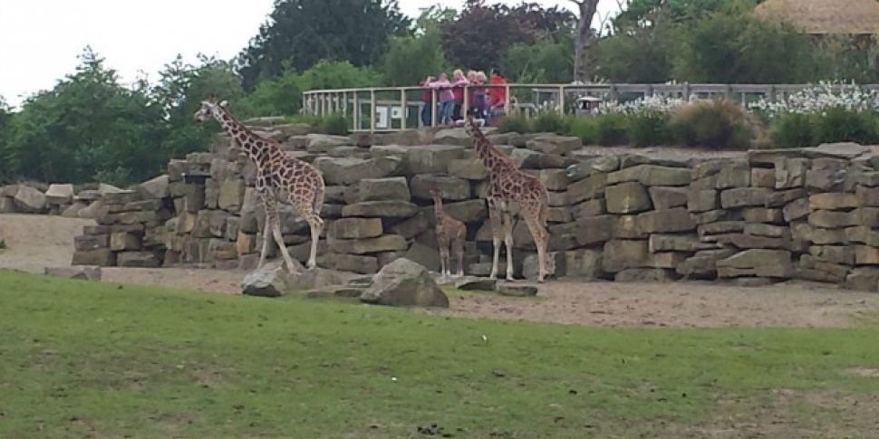 Baby Boom at Dublin Zoo
