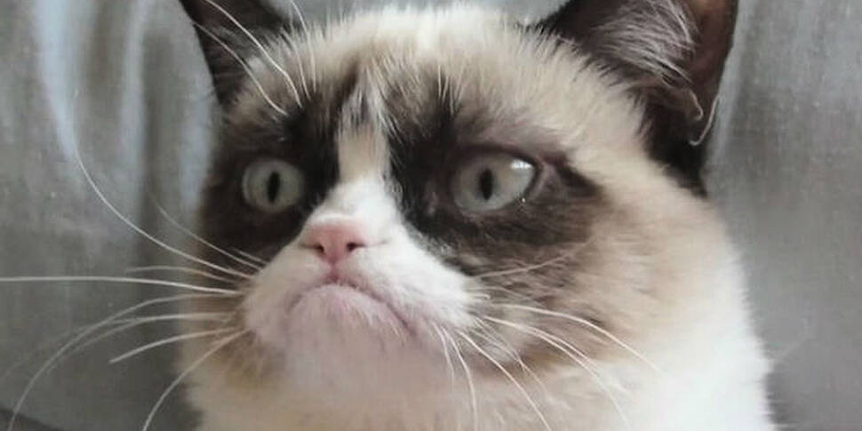 Grumpy Cat is getting her own...