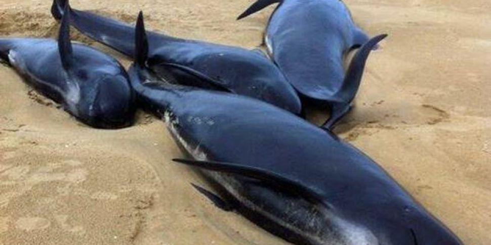 13 Whales Washed Up In Donegal...