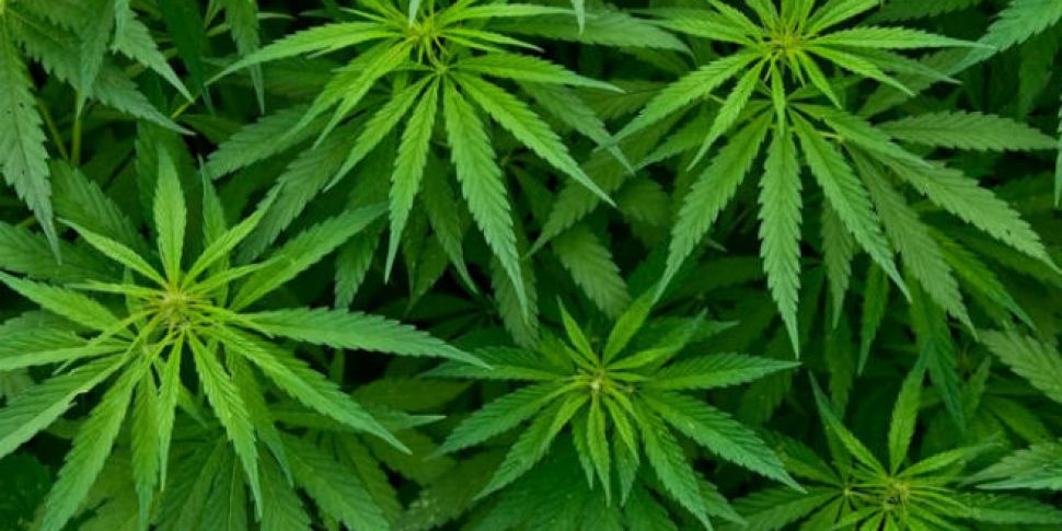 Cannabis Grow House Found In N...