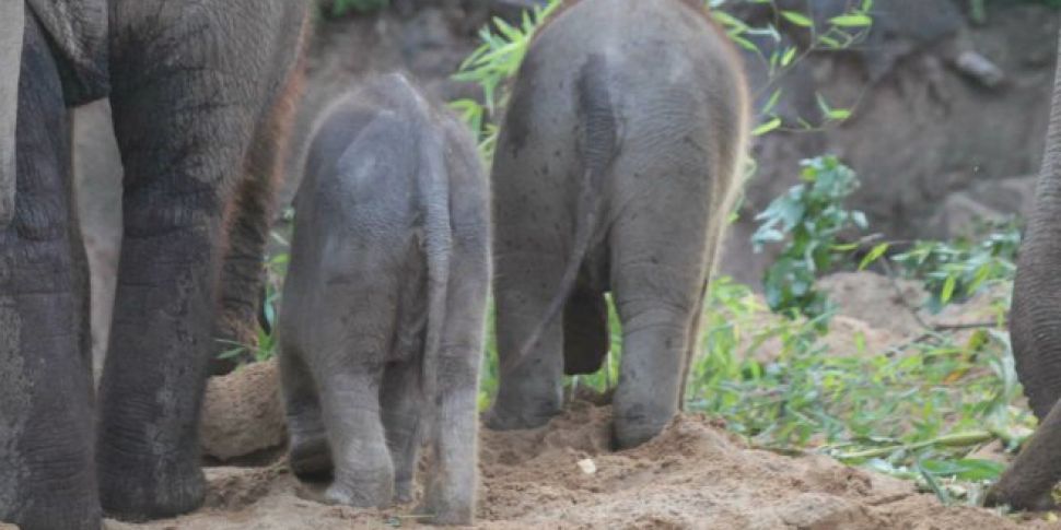 Another Elephant Born At Dubli...