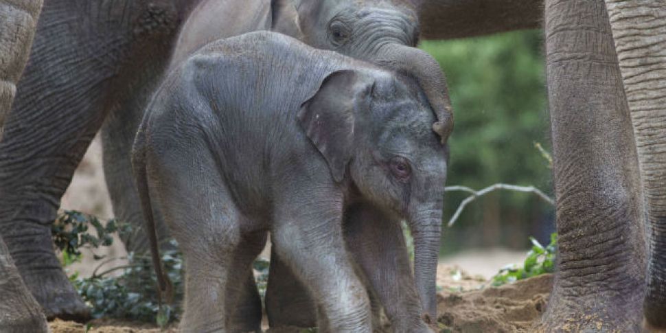 Runaway Circus Elephant Kills...