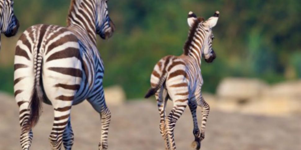 Zebra Born At Dublin Zoo