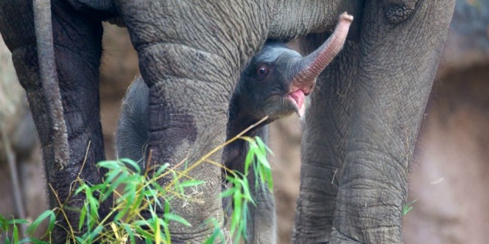 Third Baby Elephant Born At Du...