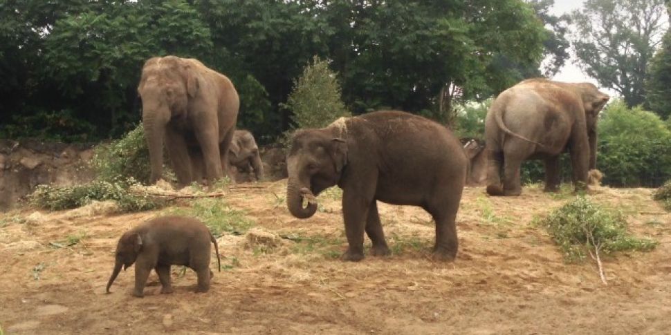 Dublin Zoo Baby Elephants Name...