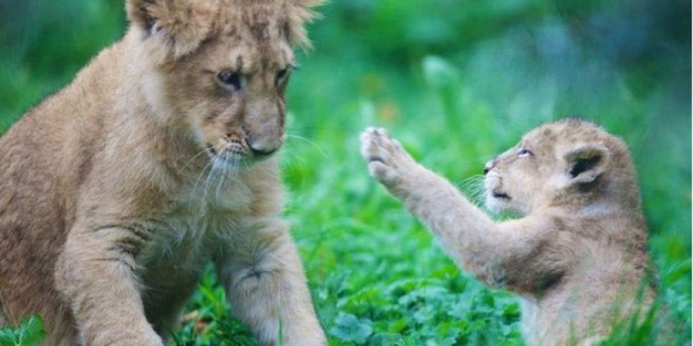 Lion Cub Born At Dublin Zoo