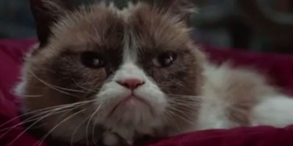 Trailer: Grumpy Cat's Worst Ch...