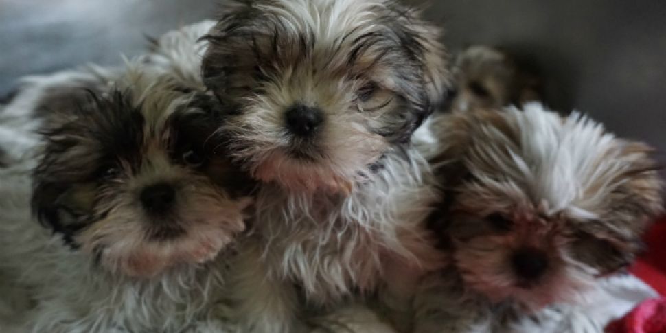 116 Puppies Saved At Dublin Po...