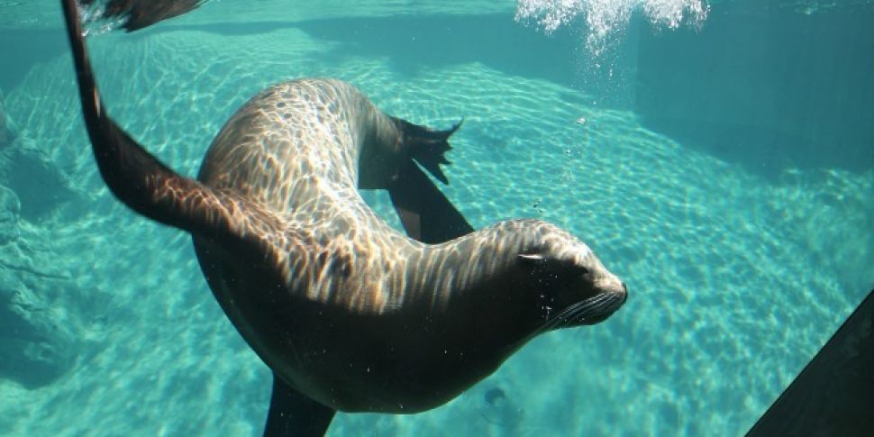New Sea Lion Enclosure Opens A...