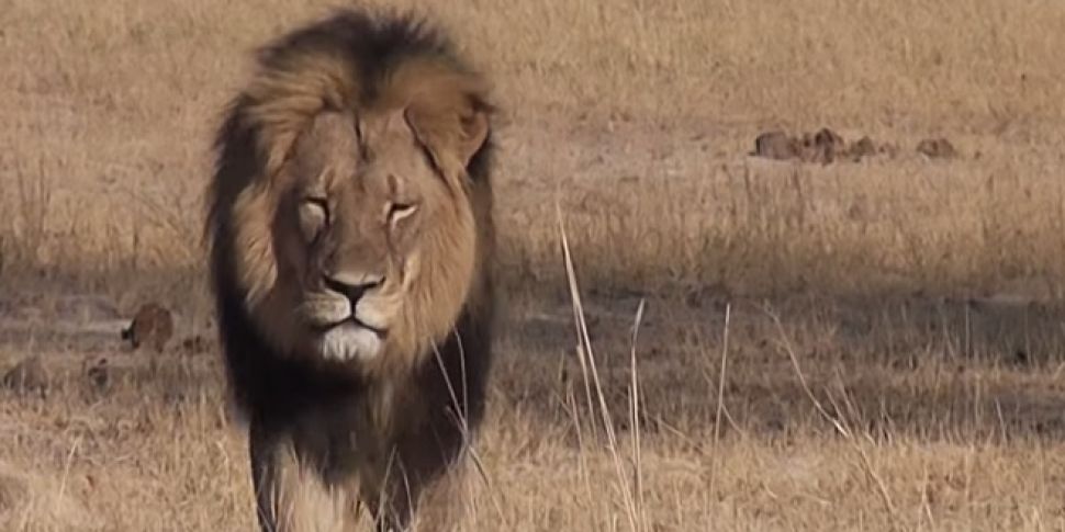 Cecil The Lion's Brother J...