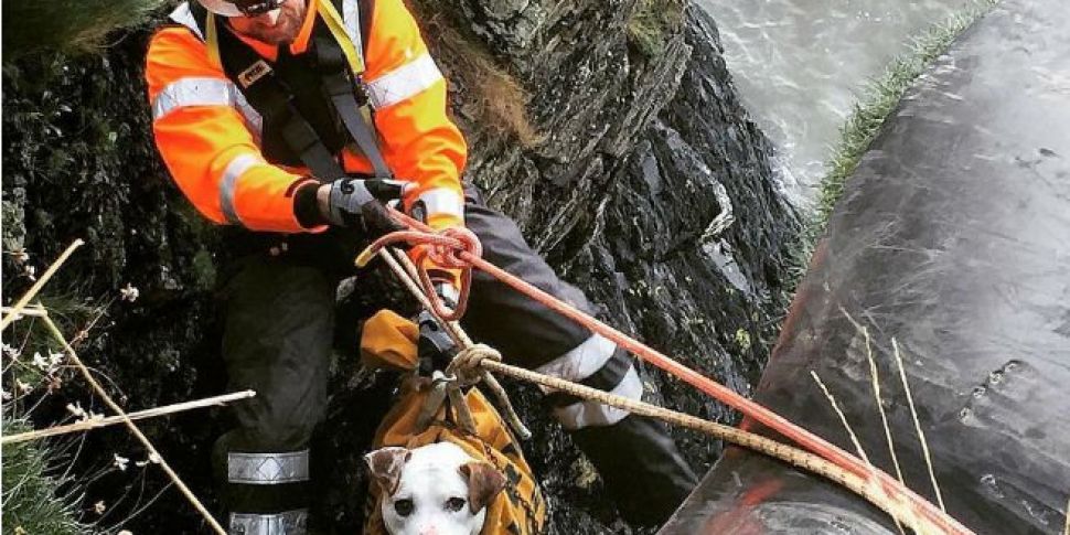 Hooch The Dog Rescued By Irish...