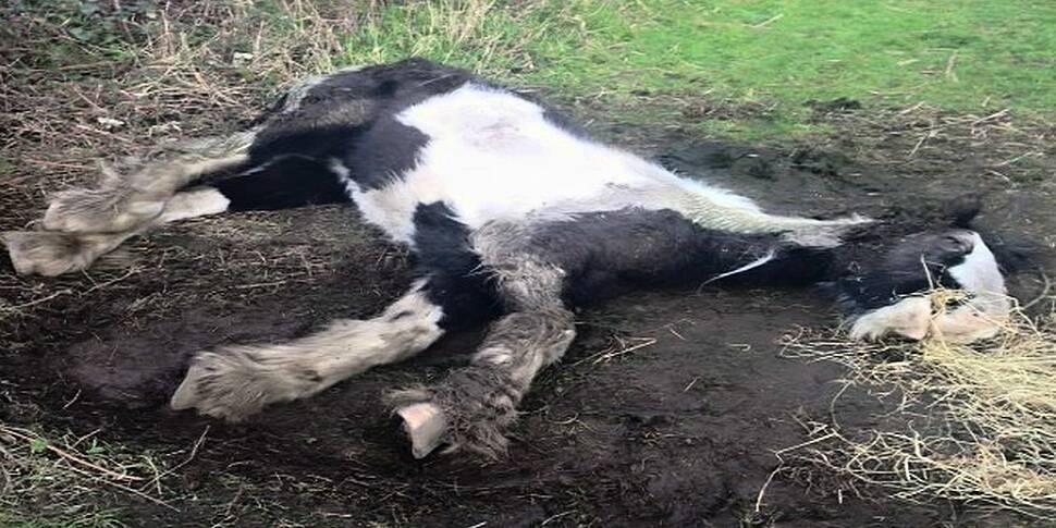 Heartbreaking Story Of Horse A...