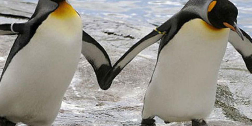 Gay Penguin Couple Kidnap A Ch...