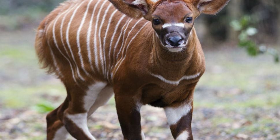 Baby Bongo Born in Dublin Zoo