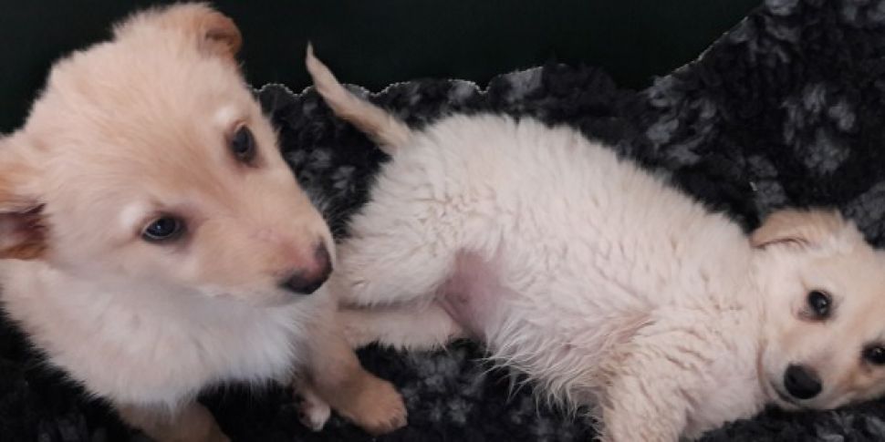 Puppies Seized At Dublin Port