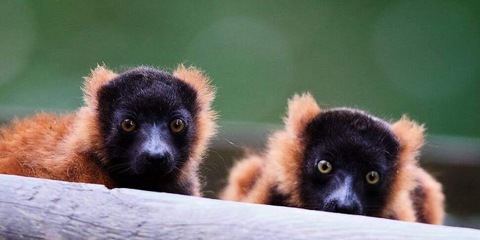 Dublin Zoo Welcomes Two Baby R...