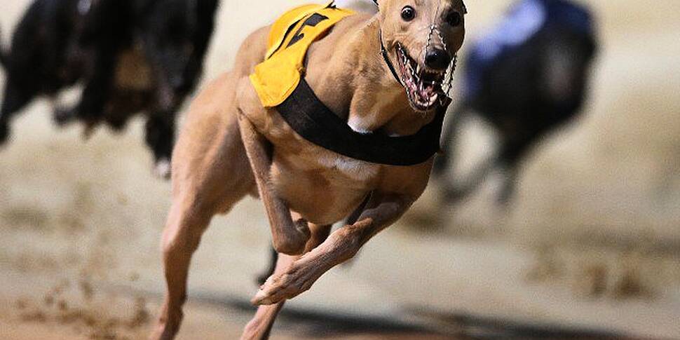 Irish greyhound tests positive...