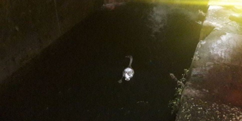 Swan Rescued By Dublin Fire Br...