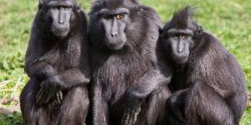 Dublin Zoo Confirms Monkeys Es...