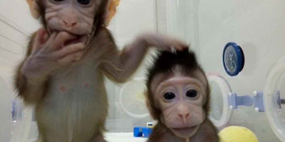 Monkeys Cloned Using 'Doll...