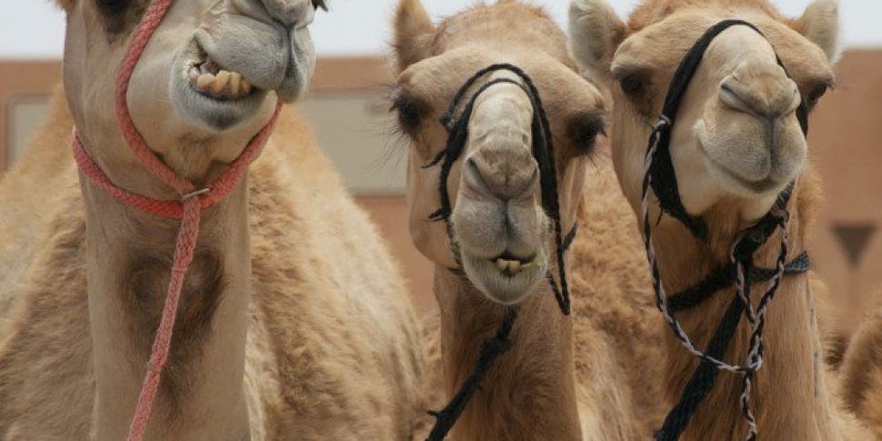 Camels Banned From Beauty Cont...