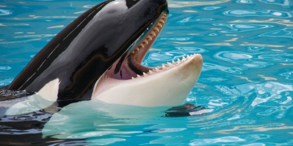 Killer Whale 'Taught To Re...