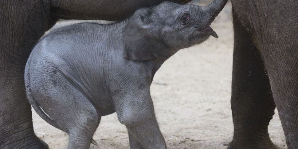 Another Baby Elephant Has Been...