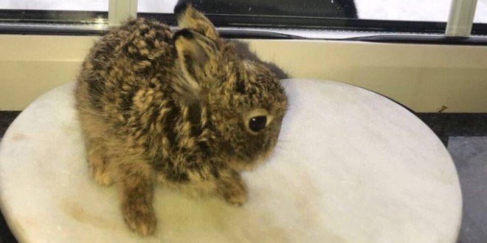 Baby Hare Recovering After Dra...