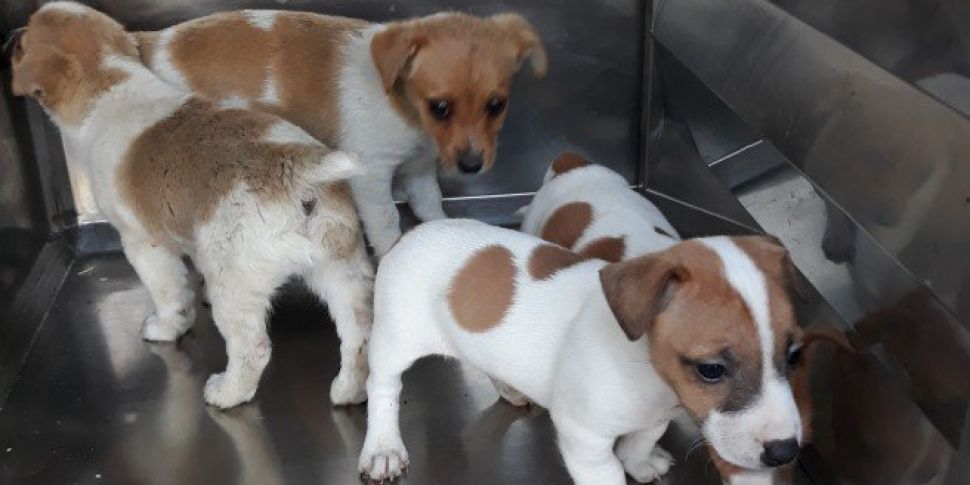 Puppies Seized At Dublin Port