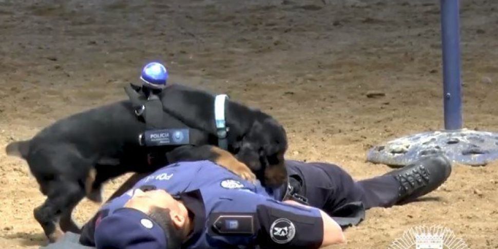 Meet The Police Dog Trained To...