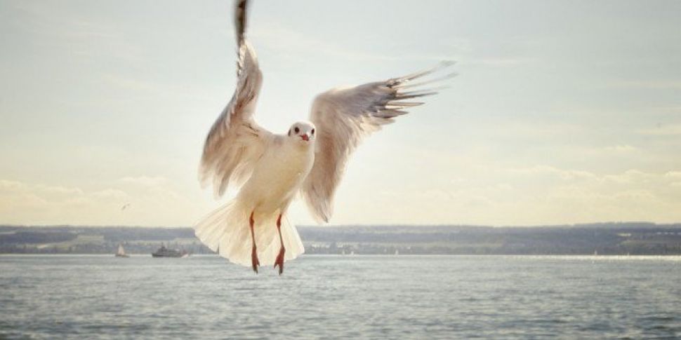Action's Taken On Seagull...