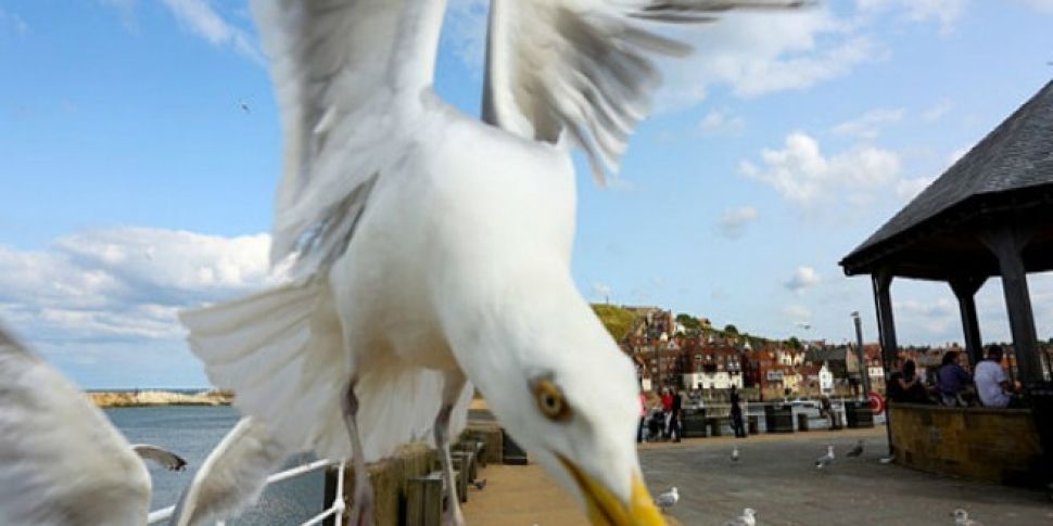 Seagulls Are Terrorising Peopl...