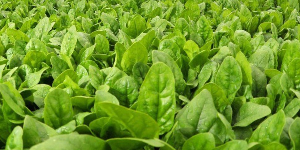 Spinach Recalled Over Contamin...
