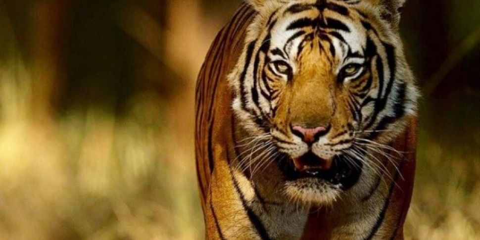 Man-Eating Tiger Shot Dead In...