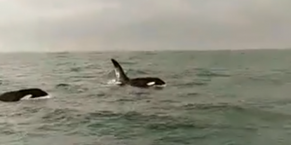 Killer Whales Spotted Off Sker...