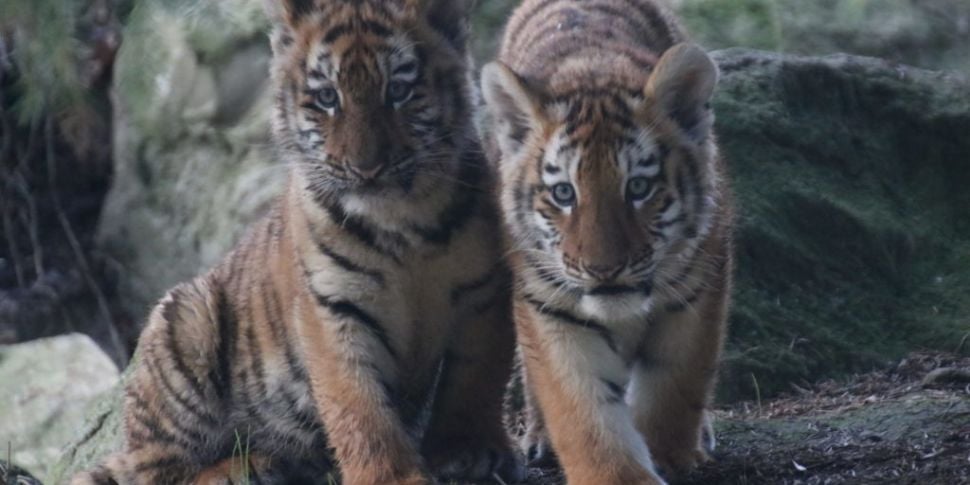 Two Tiger Cubs Have Been Born...
