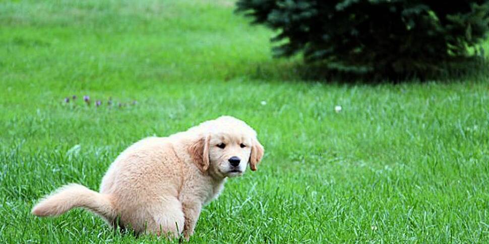 DNA Testing Dog Poo Could Keep...