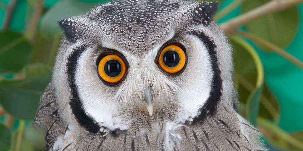 Owner Denies His Owl's On the...