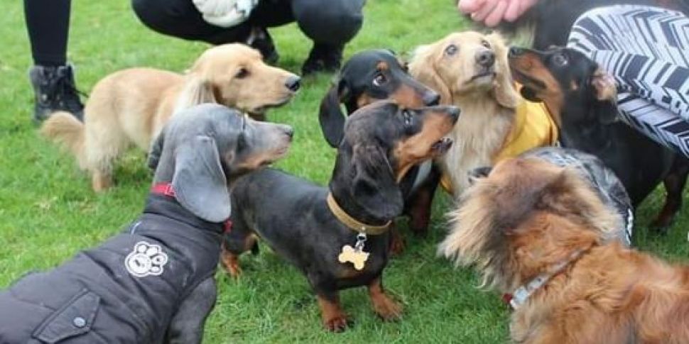 There's A Sausage Dog Social C...