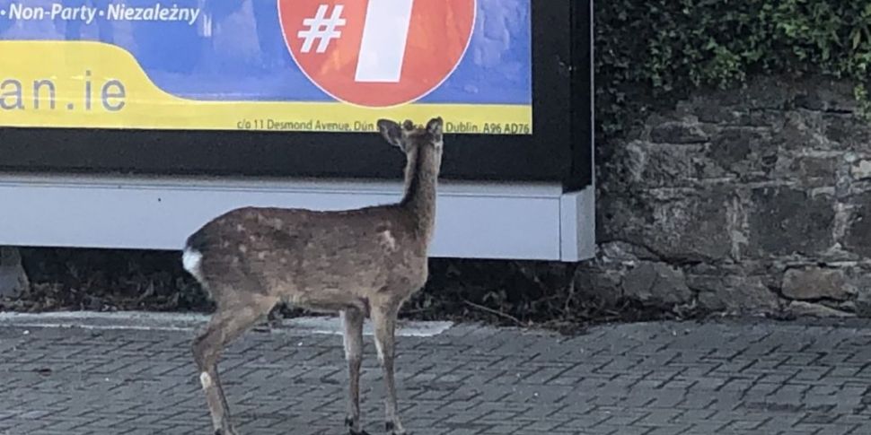 Deer Cause Of Train Delays In...